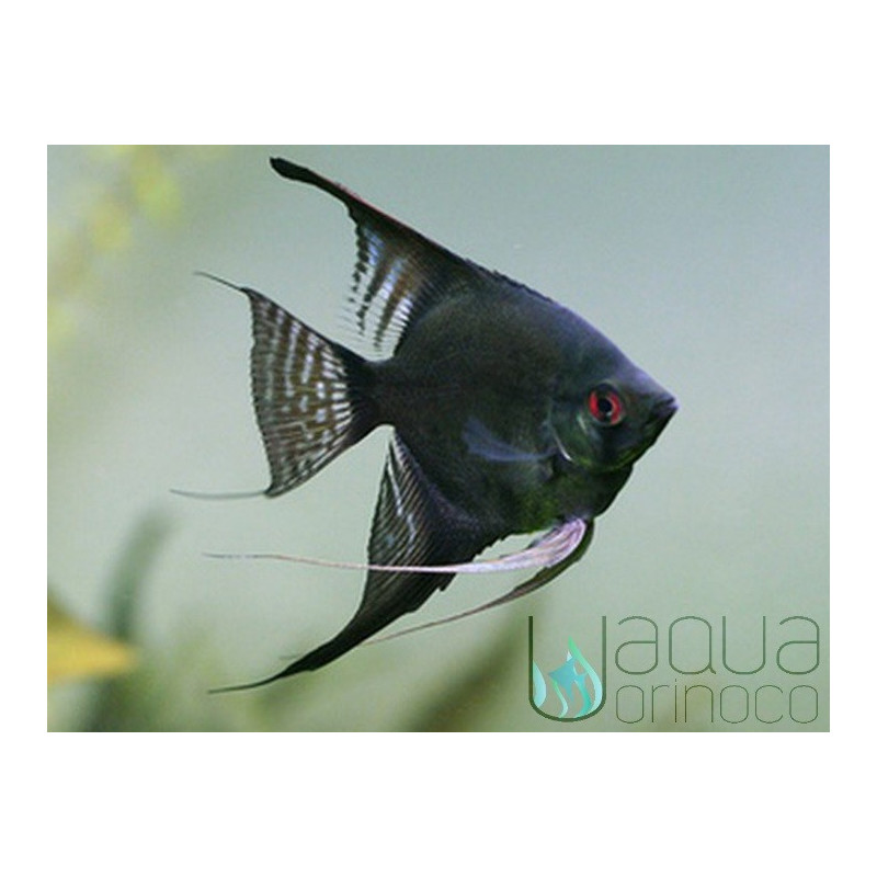 Escalar Negro 4-5 - Pterophyllum scalare