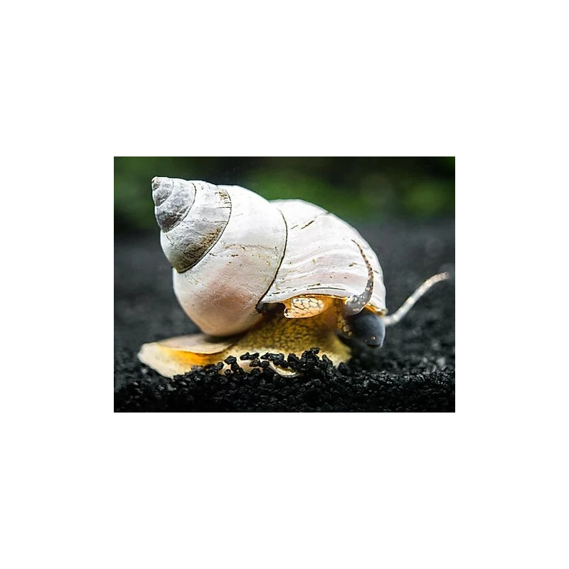 Military Helmet Snail - Neritina pulligera Military Helmet Snail - Neritina pulligera