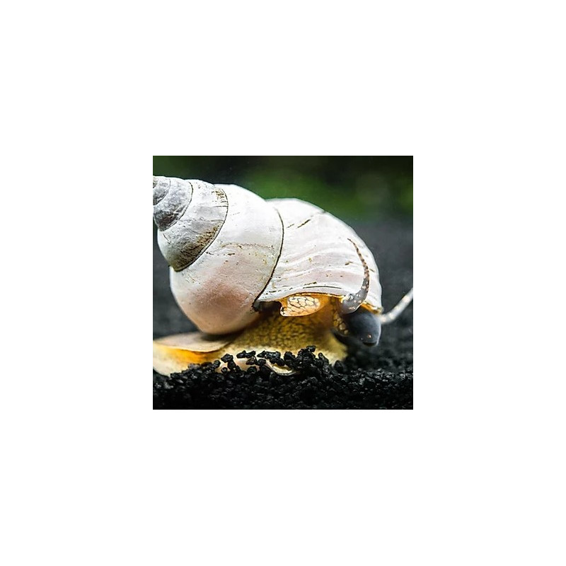 White Wizard Snail - Filopaludina martensi