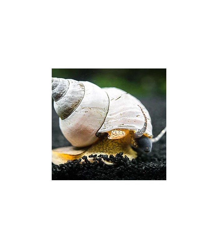 White Wizard Snail - Filopaludina martensi