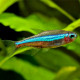 Tetra Neon Verde - P. simulans