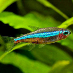Tetra Neon Verde - P. simulans Tetra Neon Verde - P. simulans
