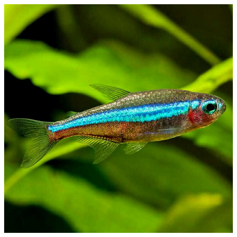 Verde neón tetra - P. simulans