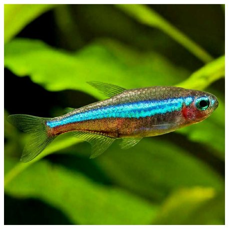 Tetra Neon Verde - P. simulans