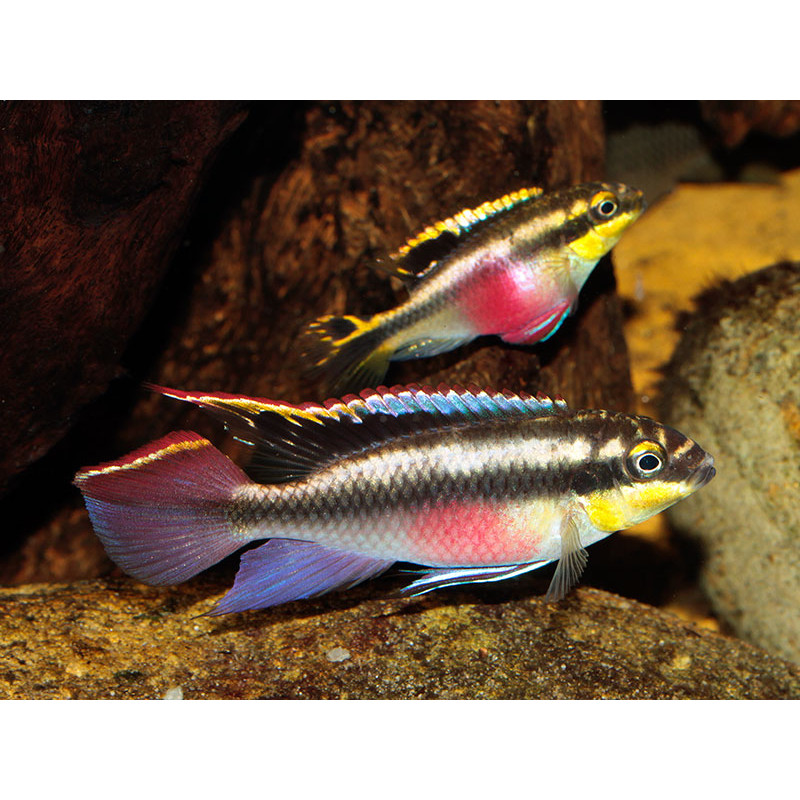 Kribensis - Pelvicachromis pulcher