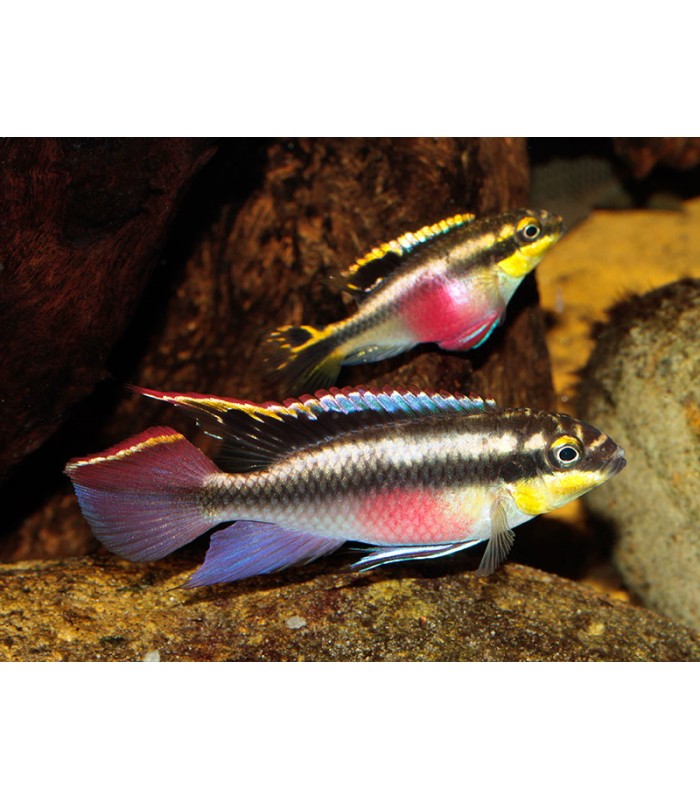 Kribensis - Pulcher de Pelvicachromis