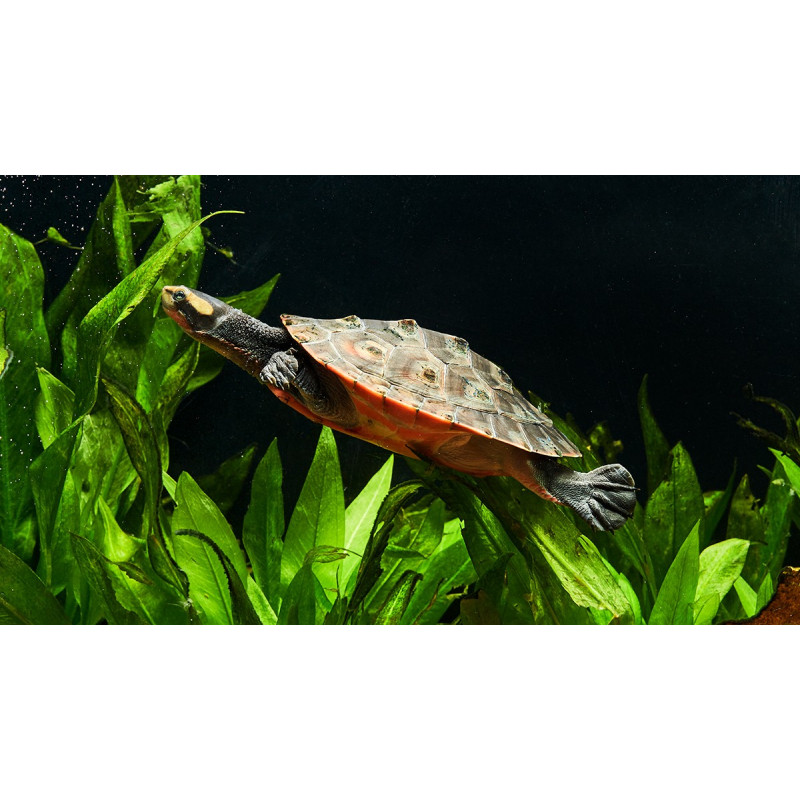 Mr. Turtle - Reeflowers