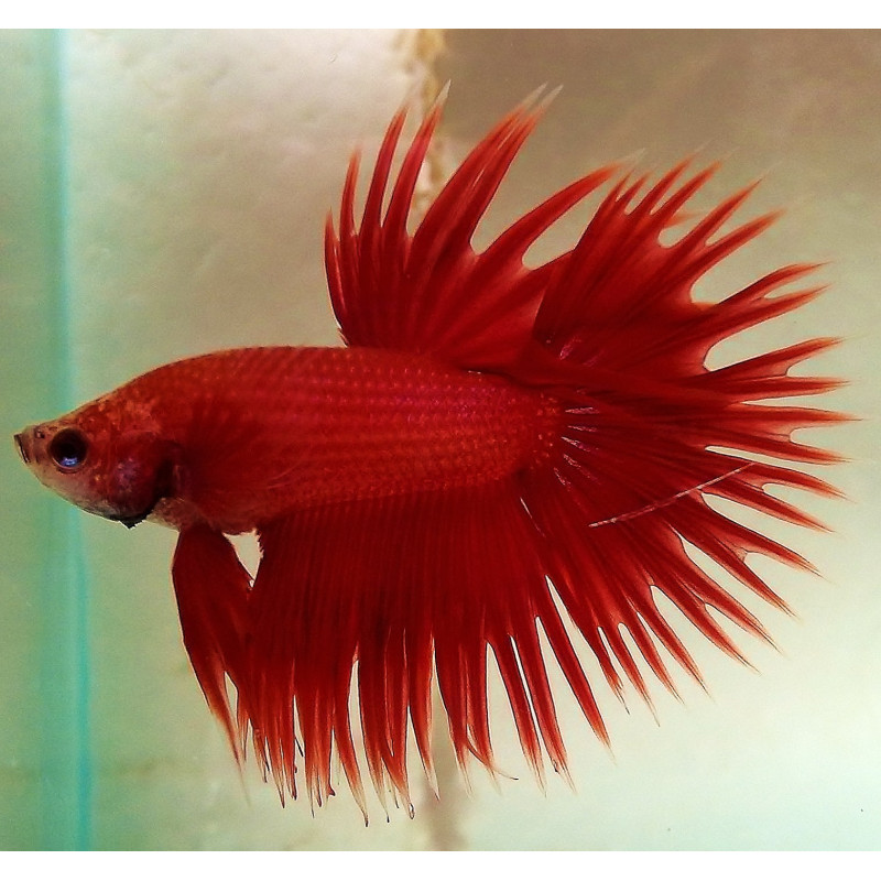 Betta Crowntail - Betta splendens