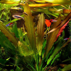 Echinodorus osiris (rubra) Echinodorus osiris (rubra)