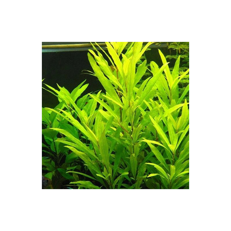 Hygrophila Corymbosa Siamensis