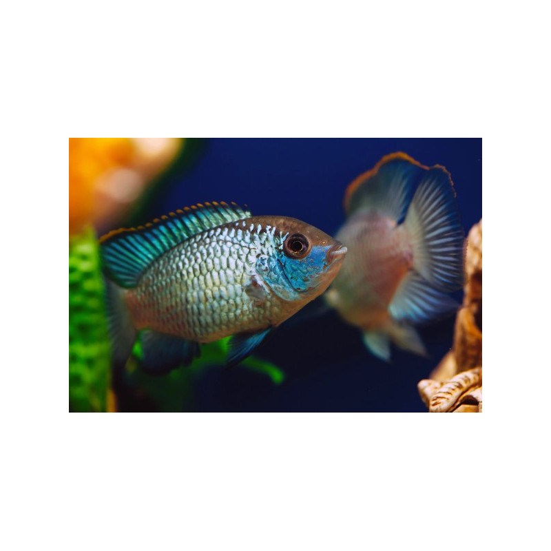 Electric Blue Ram - Mikrogeophagus ramirezi L Electric Blue Ram - Mikrogeophagus ramirezi L