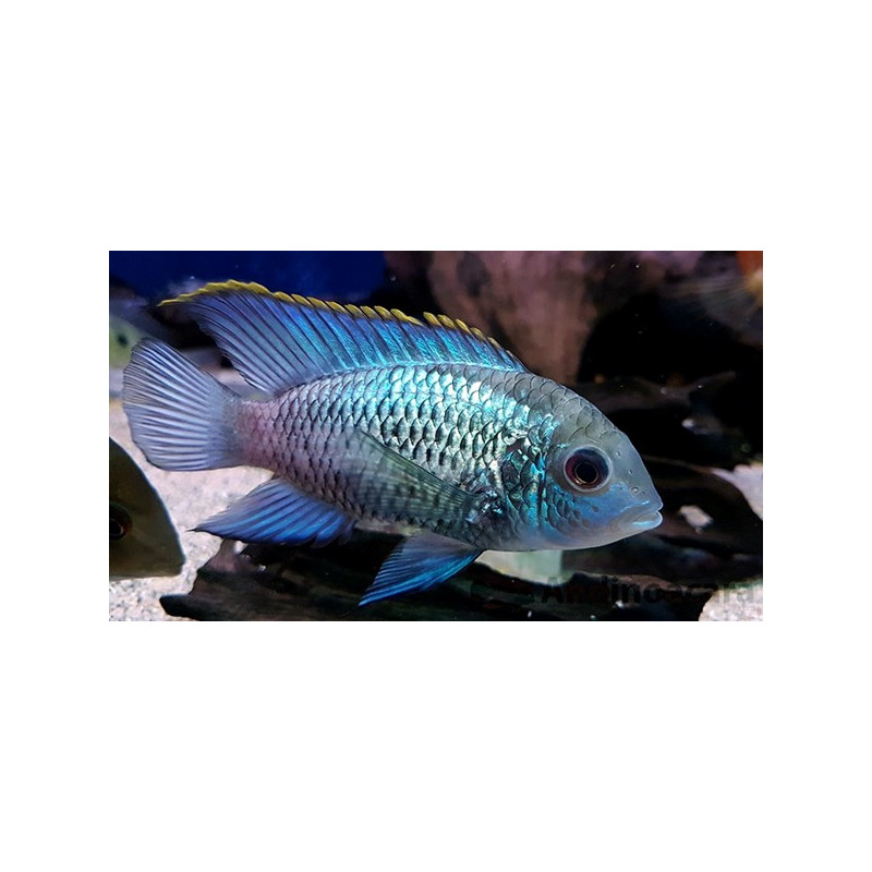 Electric Blue Ram - Mikrogeophagus ramirezi L Electric Blue Ram - Mikrogeophagus ramirezi L