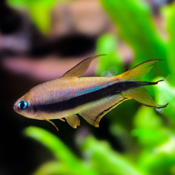 Tetra Imperador - Nematobrycon palmeri Tetra Imperador - Nematobrycon palmeri