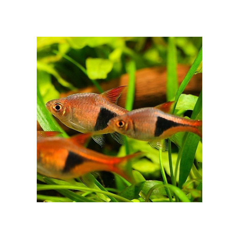 Rasbora Arlequim - Trigonostigma heteromorpha