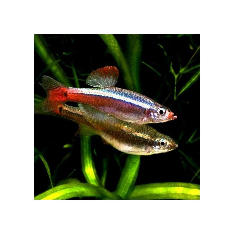 Tanichthys Albonubes - Falso Néon