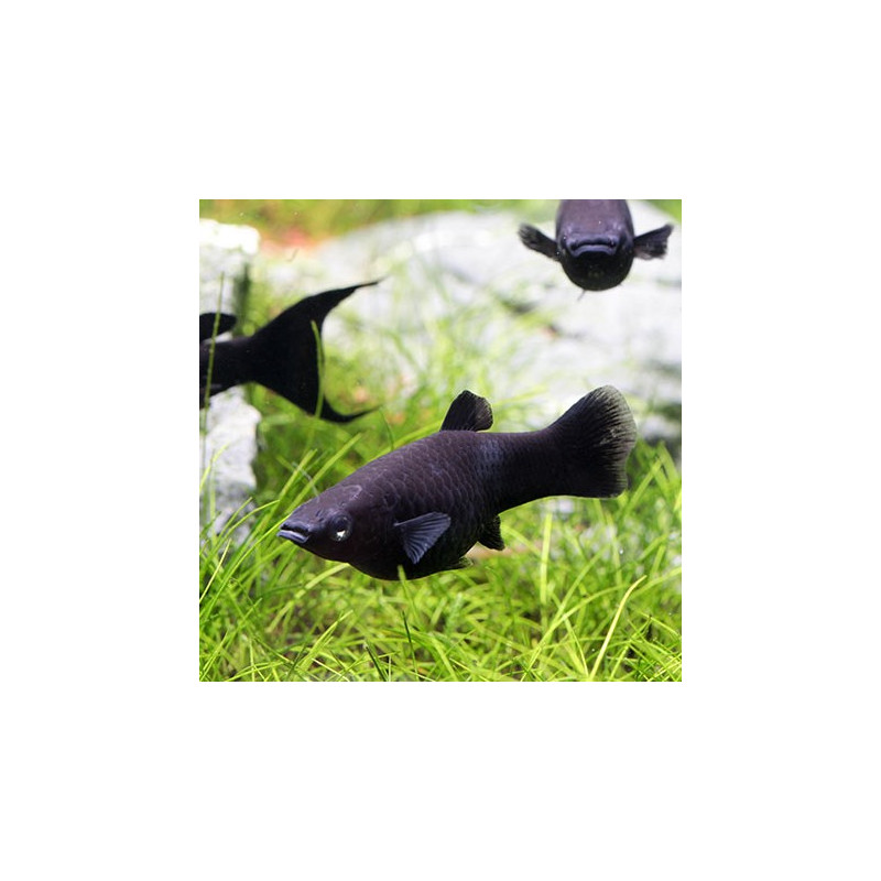 Molly negro - Poecilia sphenops