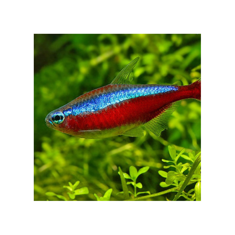 Cardenal Tetra - P. axelrodi L
