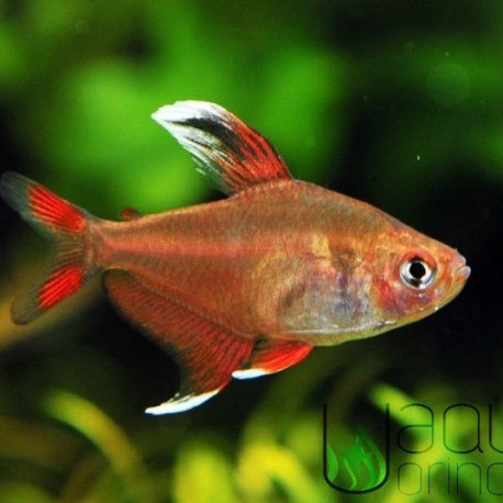 Tetra Bentosi - Hyphessobrycon bentosi