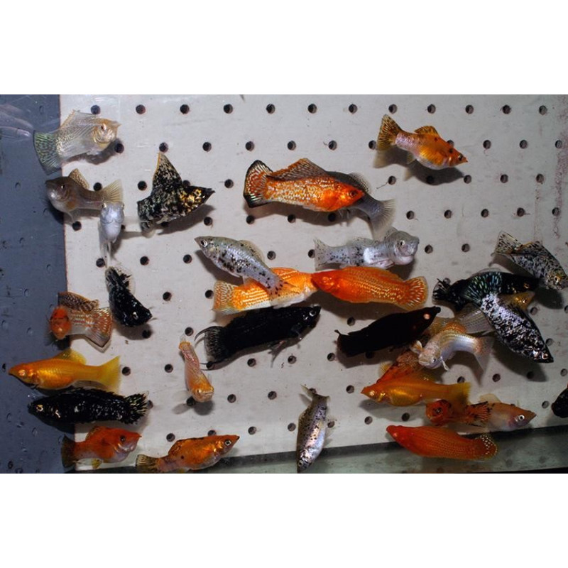 Molly Velifera Sortida - Poecilia velifera