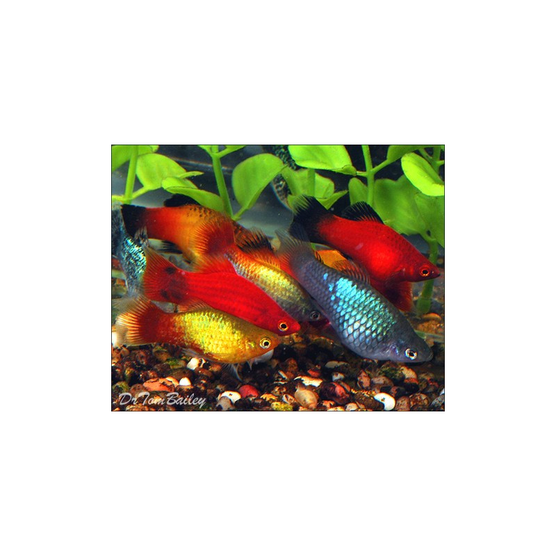 Platy Sortido - Xiphophorus maculatus