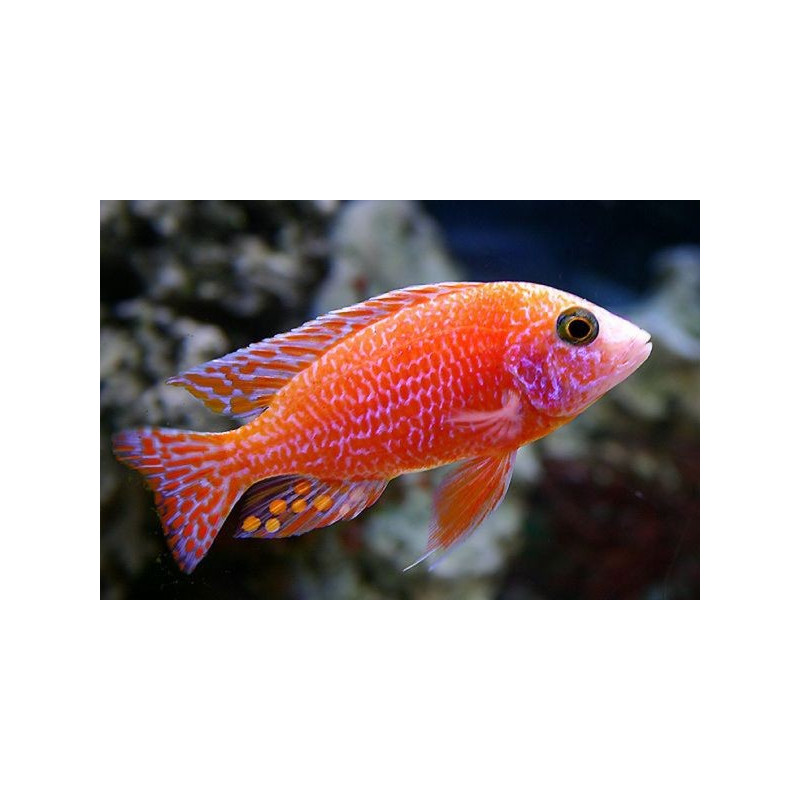 Cíclidos pez fuego - 'Aulonocara sp. Firefish '