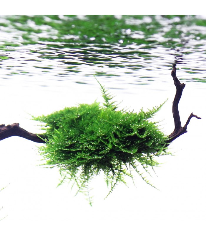 Vesicularia Montagnei - Christmas Moss