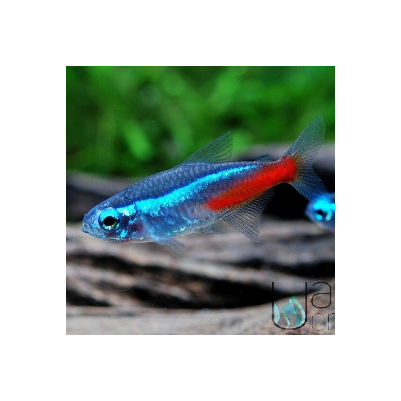 25x Tetra Néon - Paracheirodon innesi