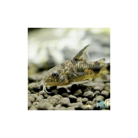 Corydoras paleatus