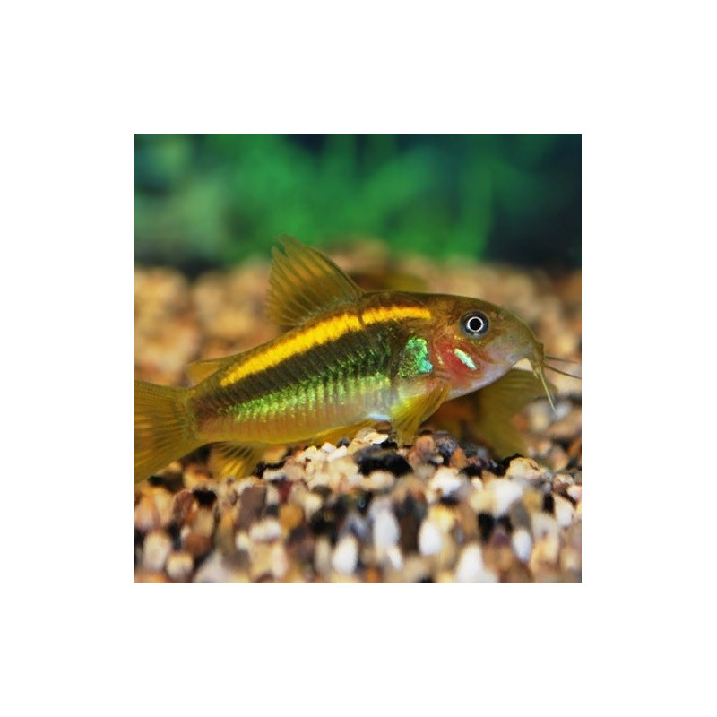 Corydoras Gold Laser CW010