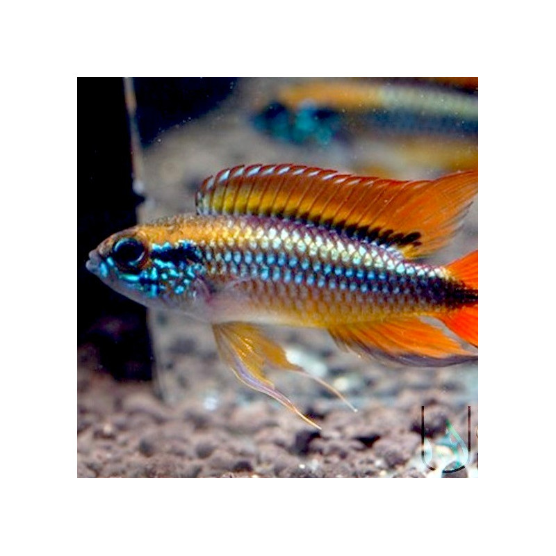 Apistogramma agassizii Double Red