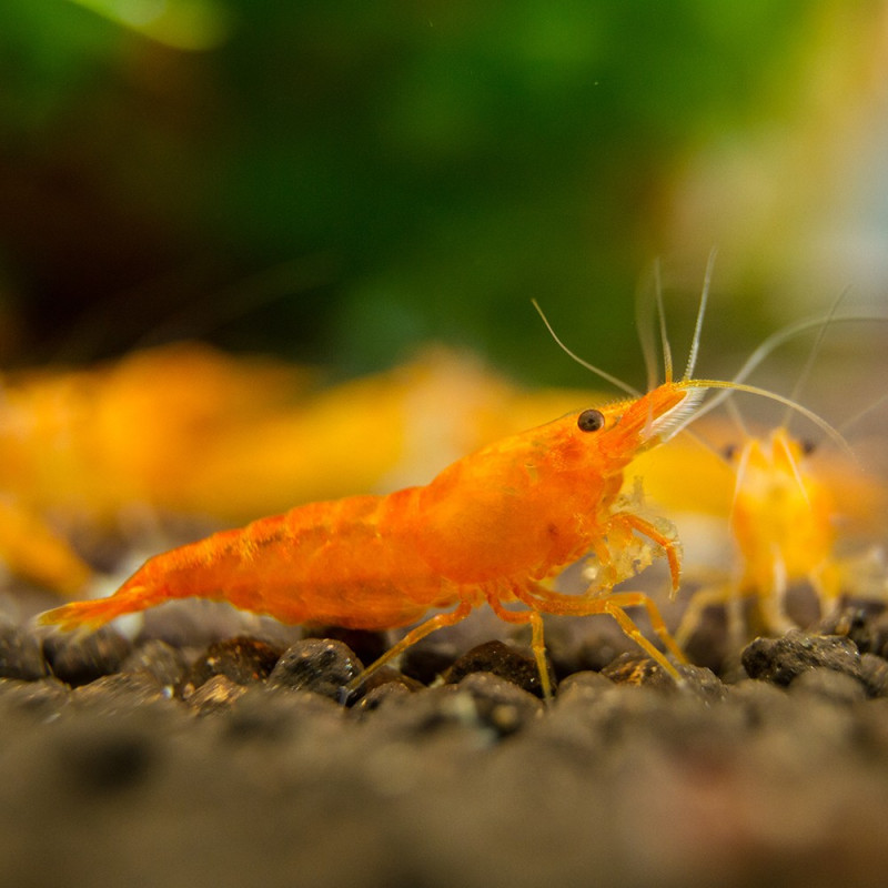 Orange Sakura Shrimp - Neocaridina davidi var. Orange Sakura