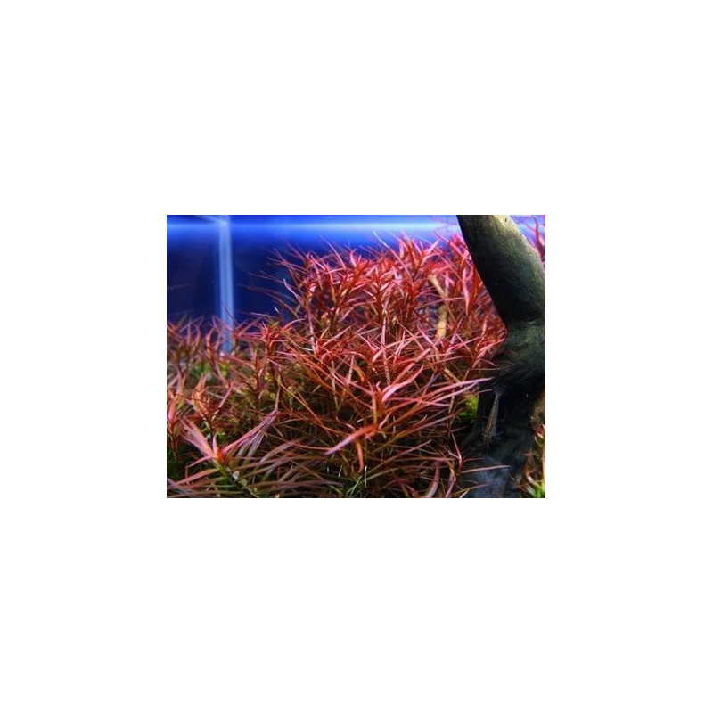 Ludwigia arcuata