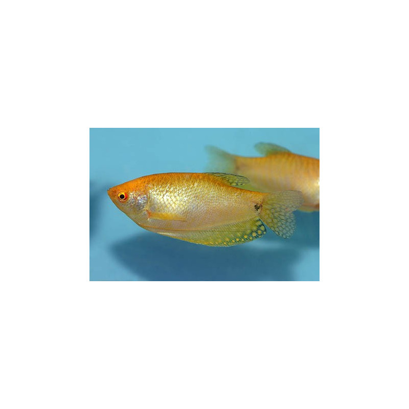 Gourami Dourado - Trichopodus trichopterus