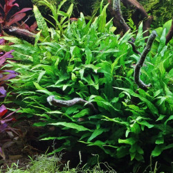 Microsorum pteropus Minor Microsorum pteropus Minor