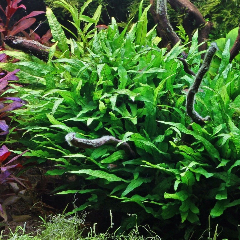 Microsorum pteropus estrecho