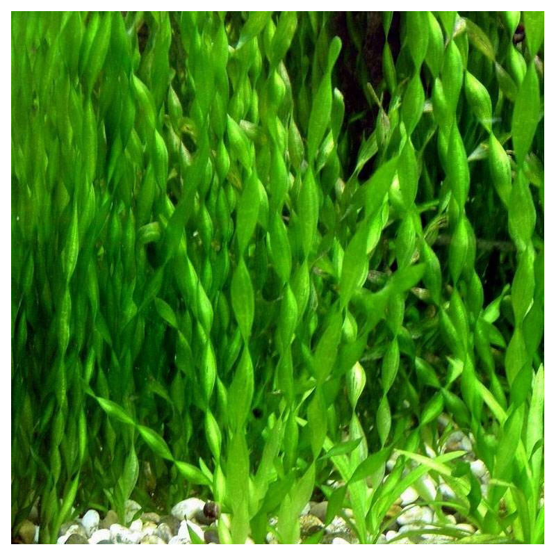 Vallisneria spirallis 'Torta'