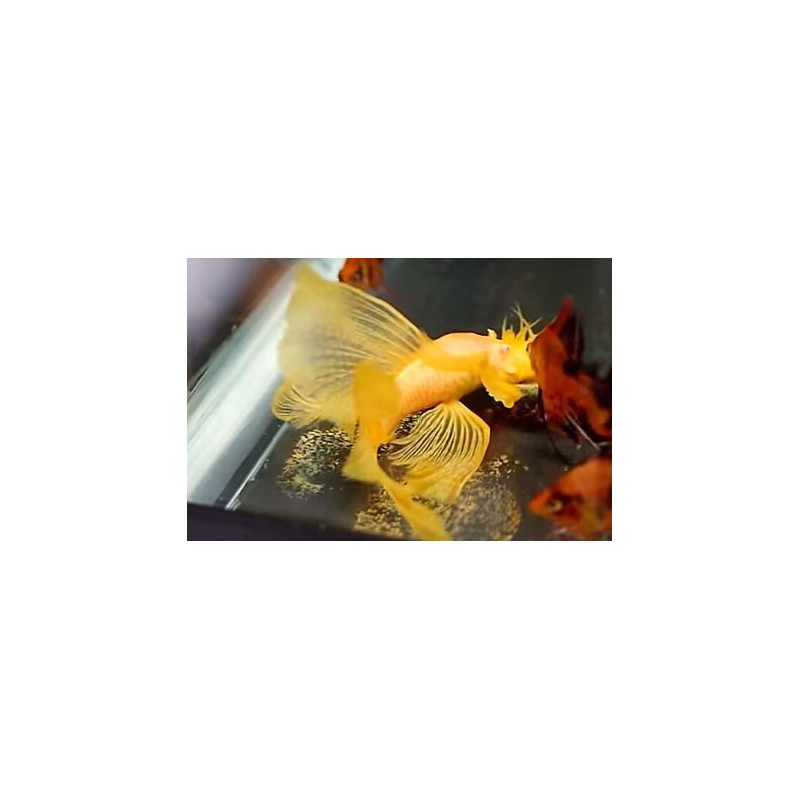 Aleta larga Ancistrus Gold 2.5-3