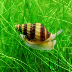 Caracol Assassino - Anetome helena Caracol Assassino - Anetome helena