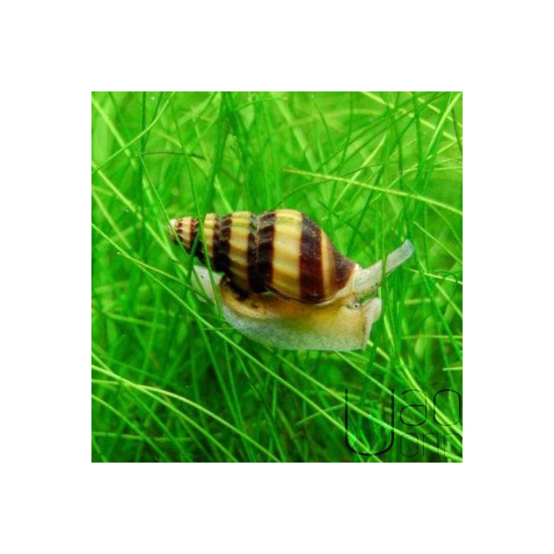 Caracol asesino - Anetome helena