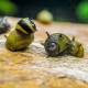 Clithon corona, Horned Nerite Snail (comedor de algas)