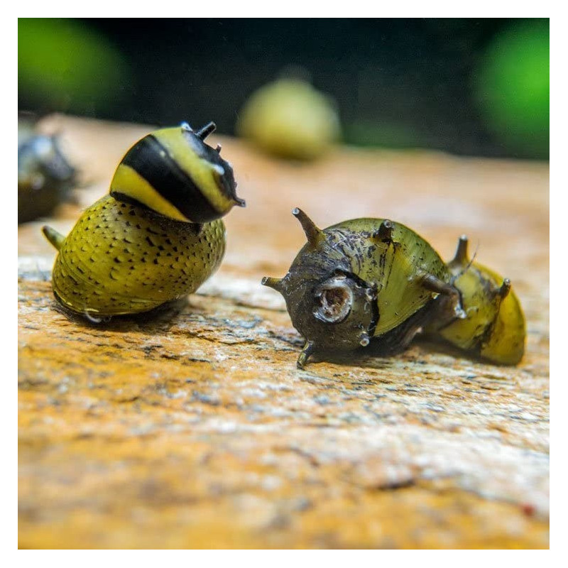 CLITHON CORONA, CARACOL COMEDOR DE ALGAS