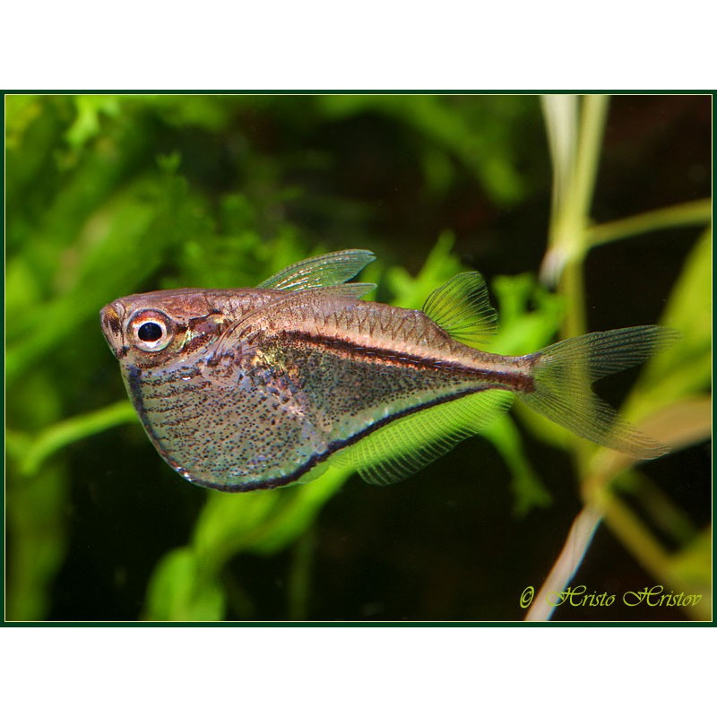 Carnegiella marthae Carnegiella marthae