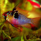 German Blue Ram M - Mikrogeophagus ramirezi 4-5cm