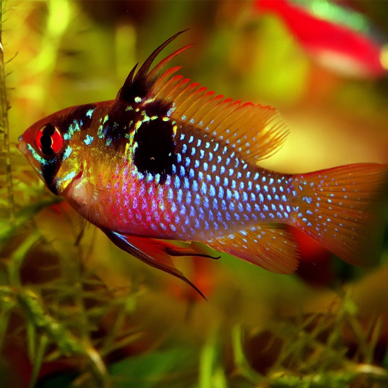 German Blue Ram M - Mikrogeophagus ramirezi