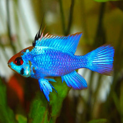 Carnero azul eléctrico - Mikrogeophagus ramirezi M Carnero azul eléctrico - Mikrogeophagus ramirezi M
