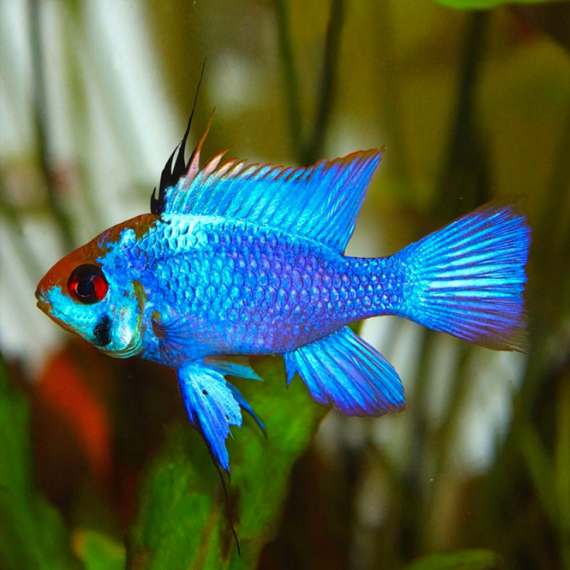 Electric Blue Ram - Mikrogeophagus ramirezi M