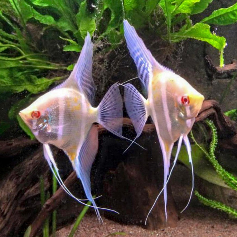 Scalar River Japura Albino - Pterophyllum scalare 3-3,5cm