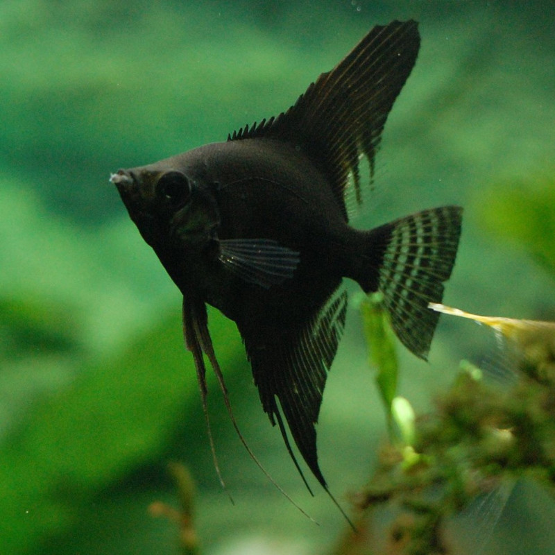 Escalar Negro 3-3.5 - Pterophyllum scalare