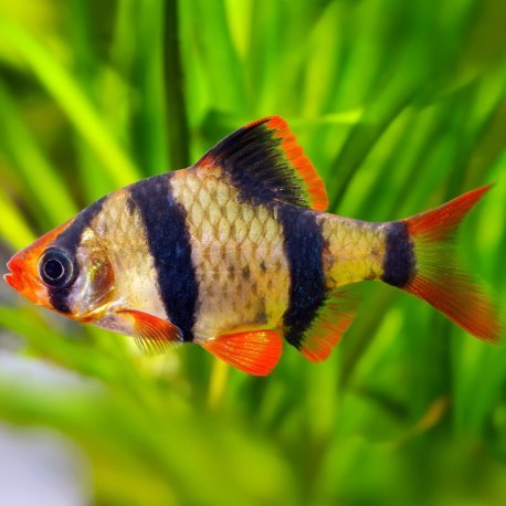 Puntius tetrazona - Tiger Barbel