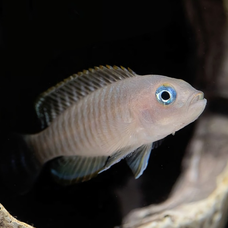 Neolamprologus multifasciatus